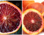 California only!! Smith Red Blood Orange Tree, 18-36 inches tall, grafted tree - $289.79